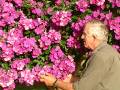 Tibouchina Alstonville Ken 